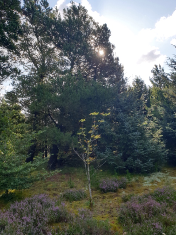 Fælde 3 fyrretræer og bortkørsel.
