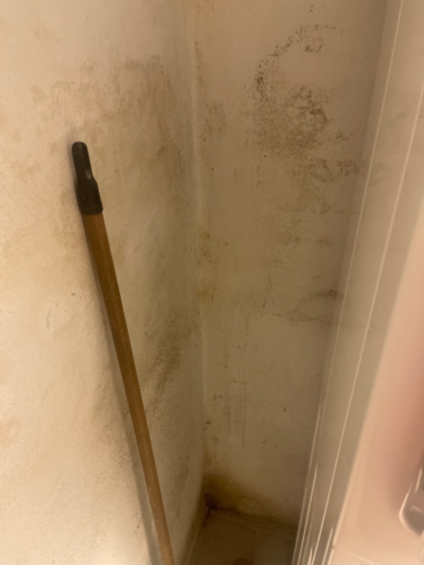 Skimmelsvamp i kælder.