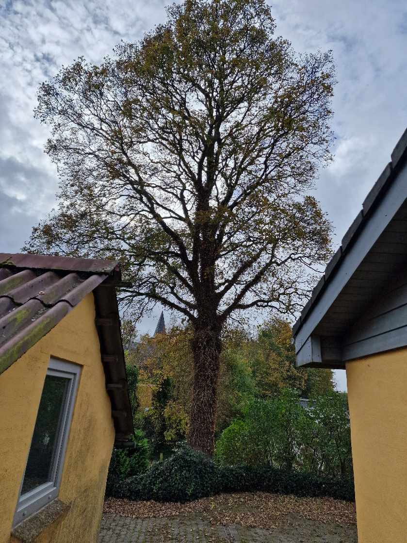 Fældning af Ahorn Træ ca. 10 meter