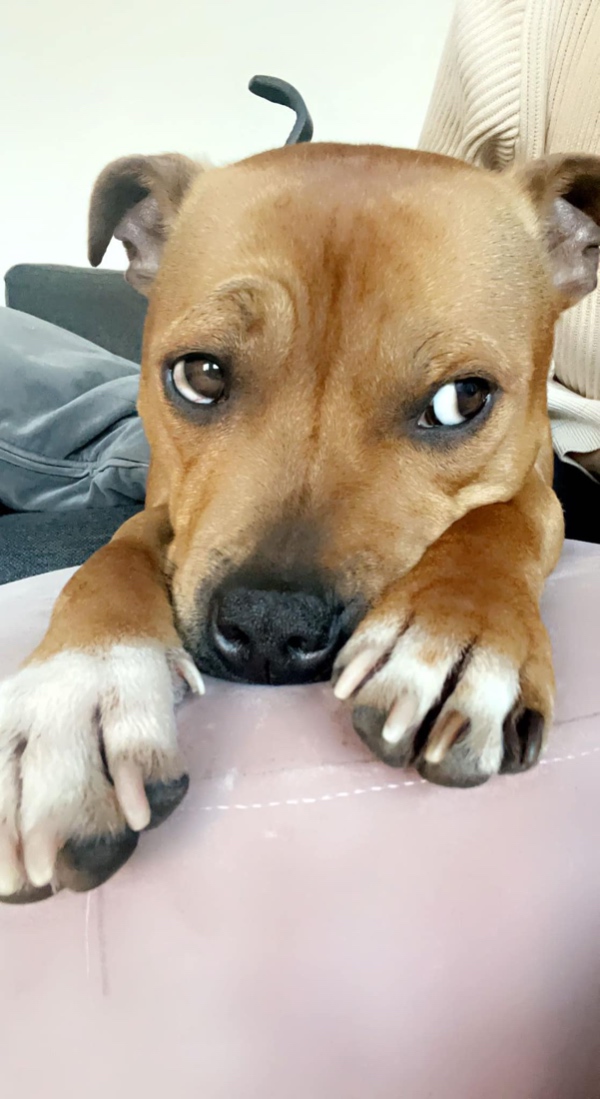 Hundepasning i uge 29+30