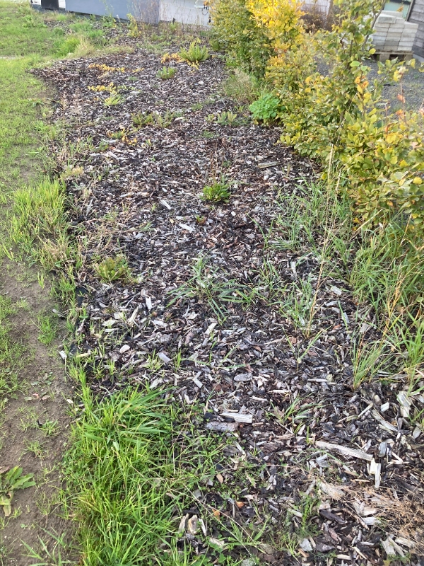 Lugning - hæk + diverse