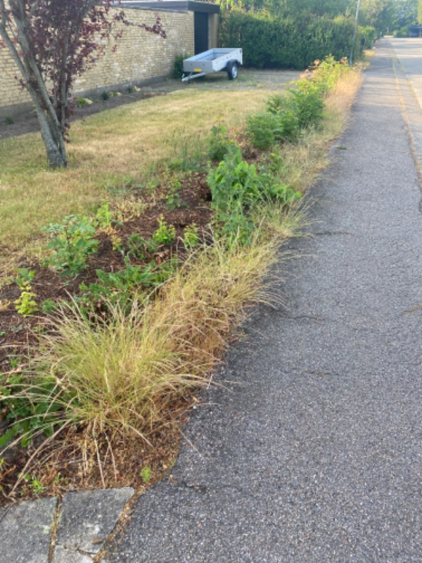 Fjerne rødder/stammer fra gammel hæk