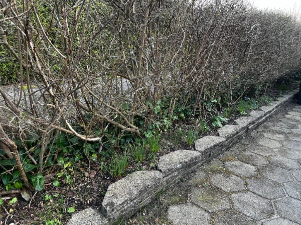 Lugning af hæk og efeu