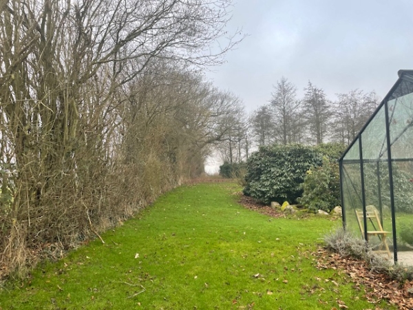 beskæring af nøddehegn