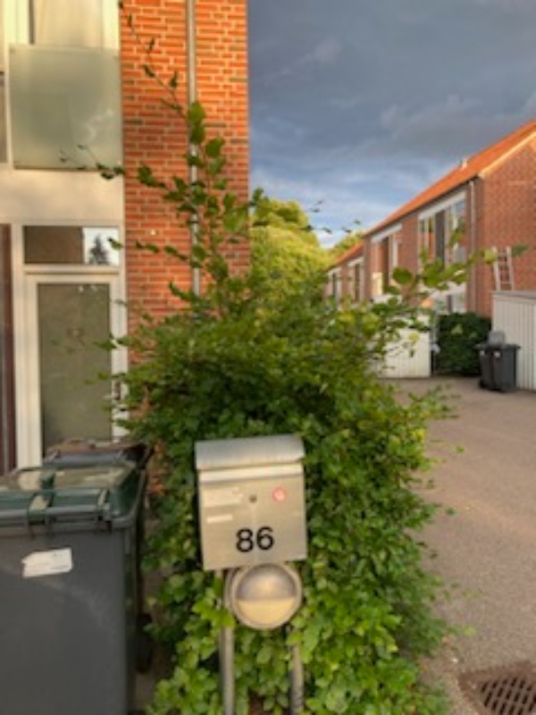 Klipning af hæk og køre blade til genbrugsstationen