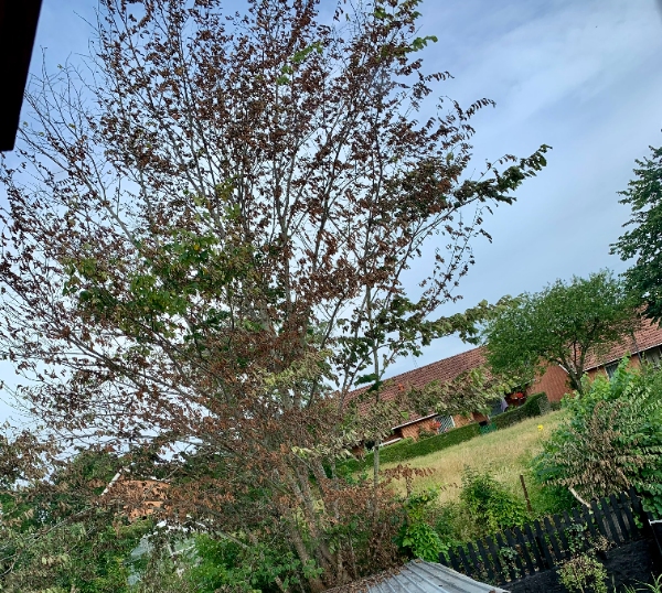 Fældning af 1 træ samt bortskaffelse