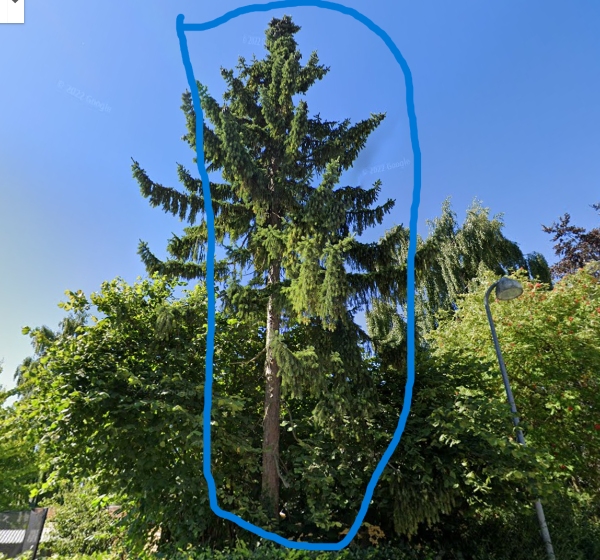 Fældning af grantræ