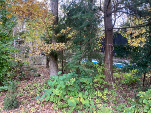 Topkapning af 6 træer