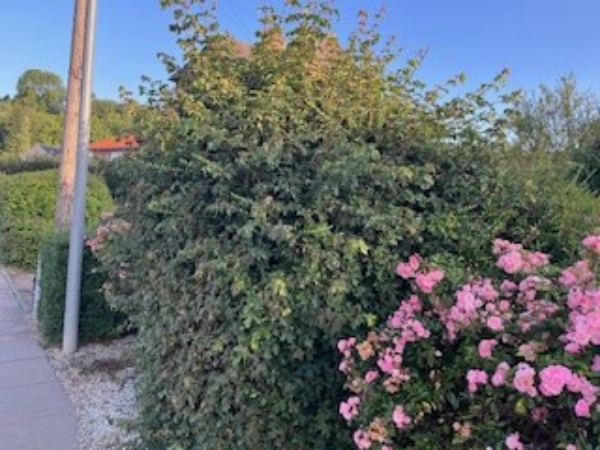 Store buske der skal fjernes