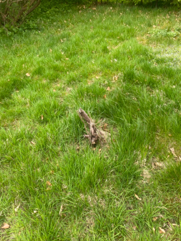 Fjerne rødder og buske i haven