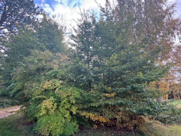 Fældning af buske og små træer