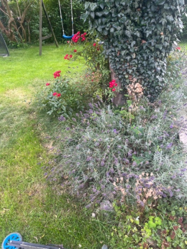 Havearbejde bed/og kanter langs indgang