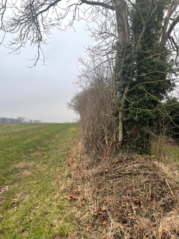 beskæring af nøddehegn