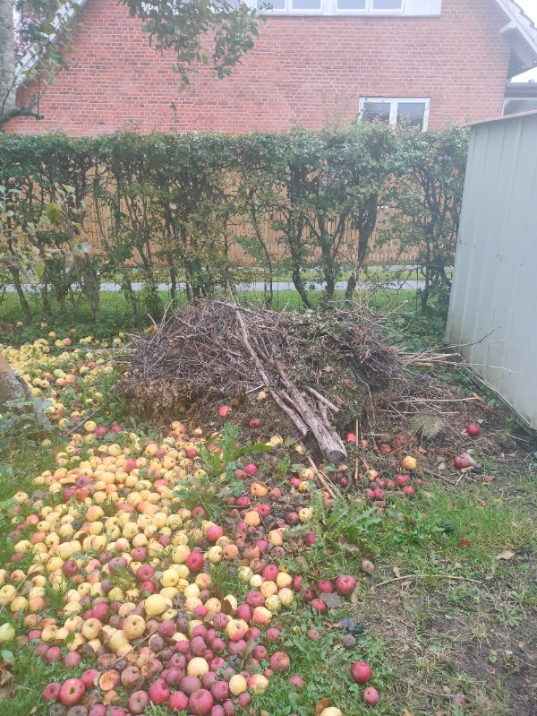 Beskær æble træer og ryd haveaffald