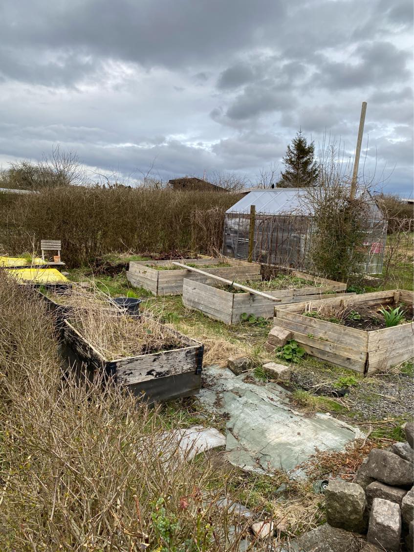 Ryddet en forhave for gamle højbede og spredt jorden ud, og tromlet, så jeg kan så græs.