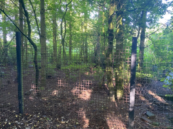 Rionet hegn hæftes og stolper graves ned til udvidelse af hønsegård.