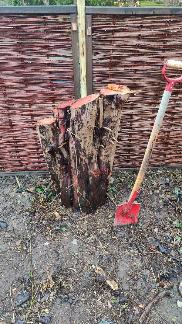 Stubfjernelse og fræsning af stor stub