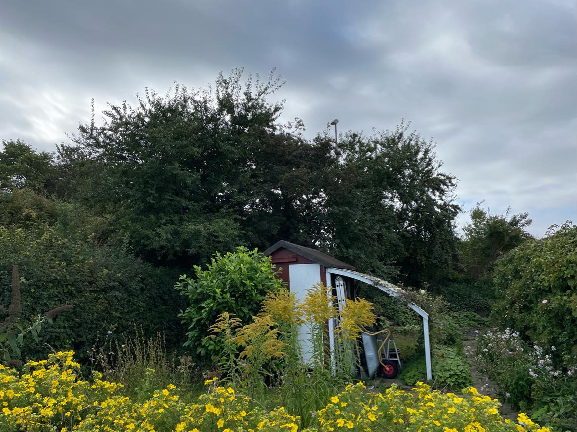 Fælde mindre træer og klippe hæk