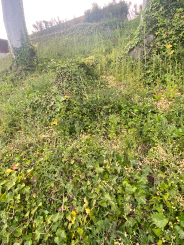 Jeg søger én som kan fjerne ukrudt fra vores skrænt, som er plantet til med bunddække.