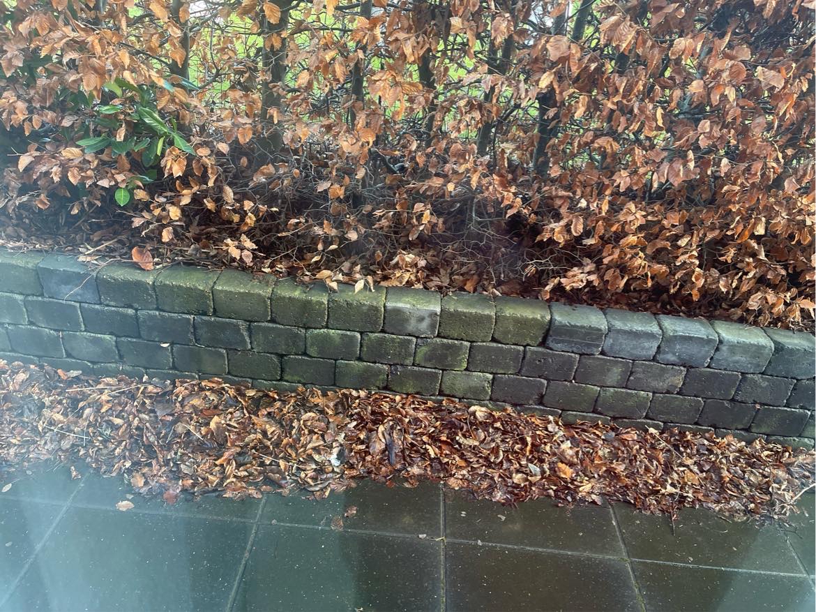 vi har masser af blade, der skal renses og pakkes i poser også det samme i omgivelserne af huset