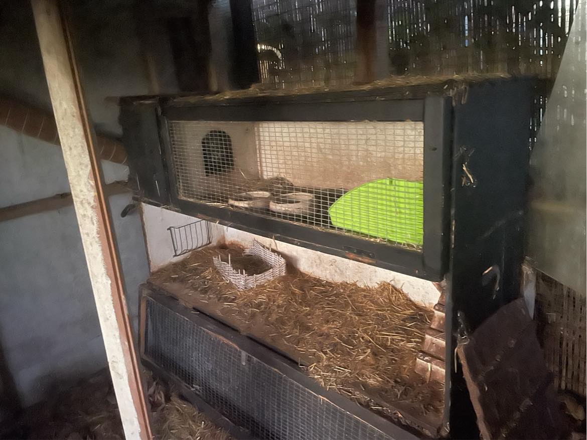 Hjælp til at flytte pallemøbler, 2 frysere, 1 lille shelter, nogle mindre og et stort kaninbur + diverse