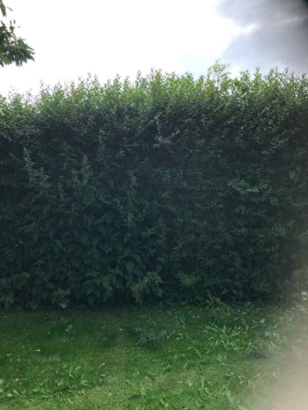 Klipning af ligusterhæk