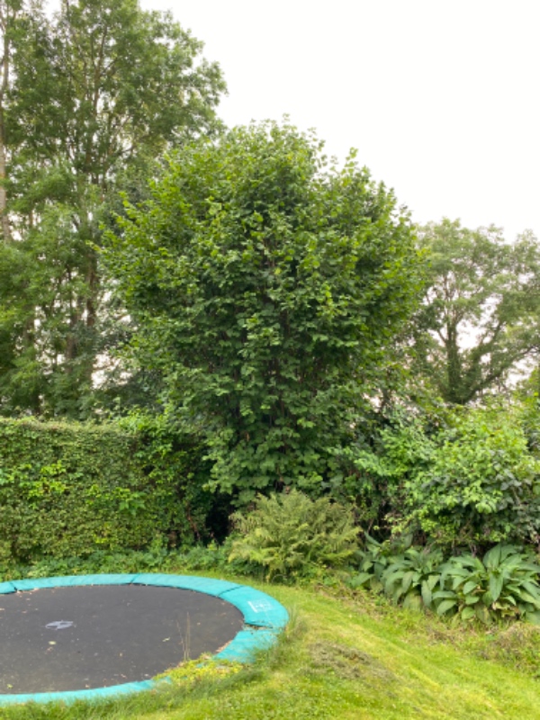 Beskæring af frugttræer og hæk