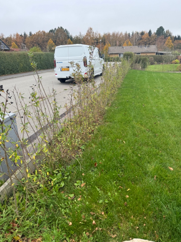 Fjern ukrudt og efterfyld af jord
