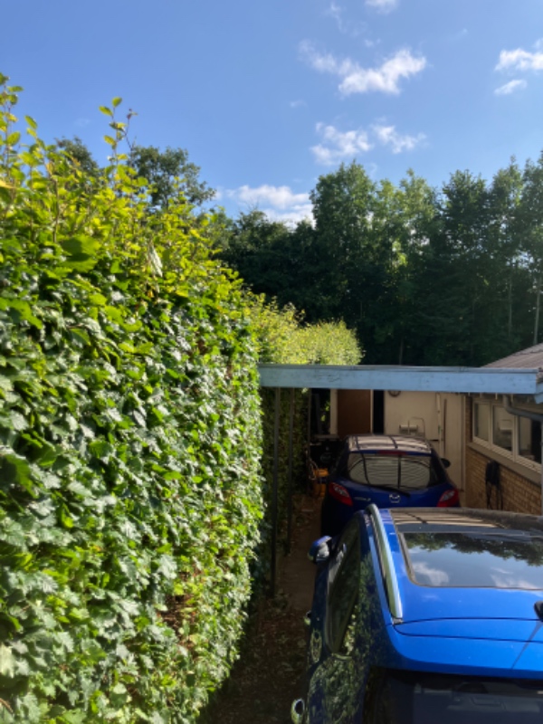 60-70 meter hæk. 2,50m høj. Skal beskæres 50-70 cm ned.Det er kun toppen der skal tages