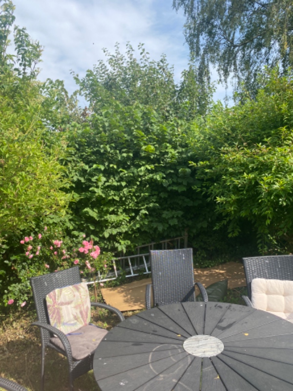 Klippet/beskåret hhv. 24 meter bøgehæk samt 18 meter liguster hæk