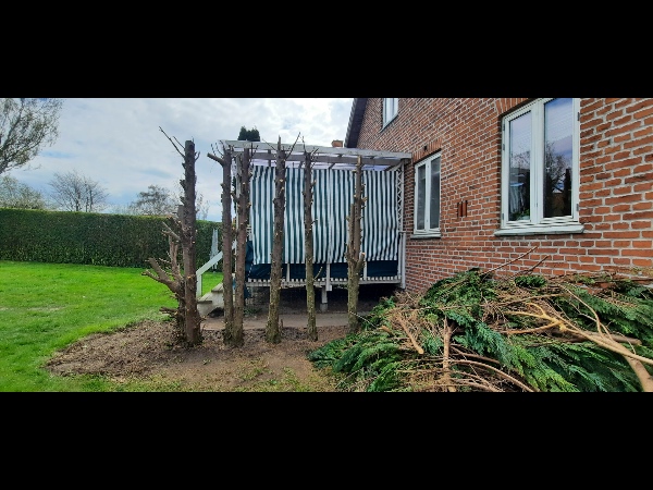 Fældning af 5 træstammer og 5 x stubbefræsning