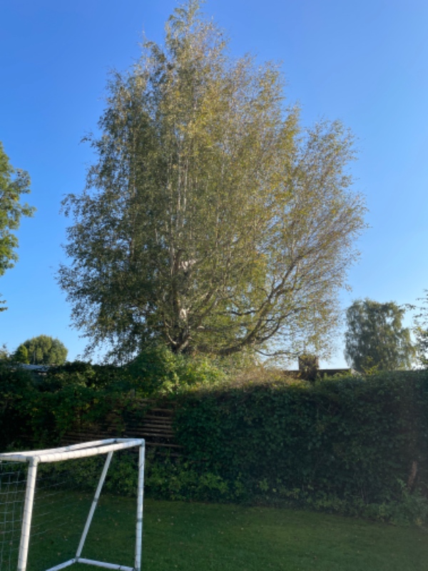 Top- og sidekapning af store/høje træer