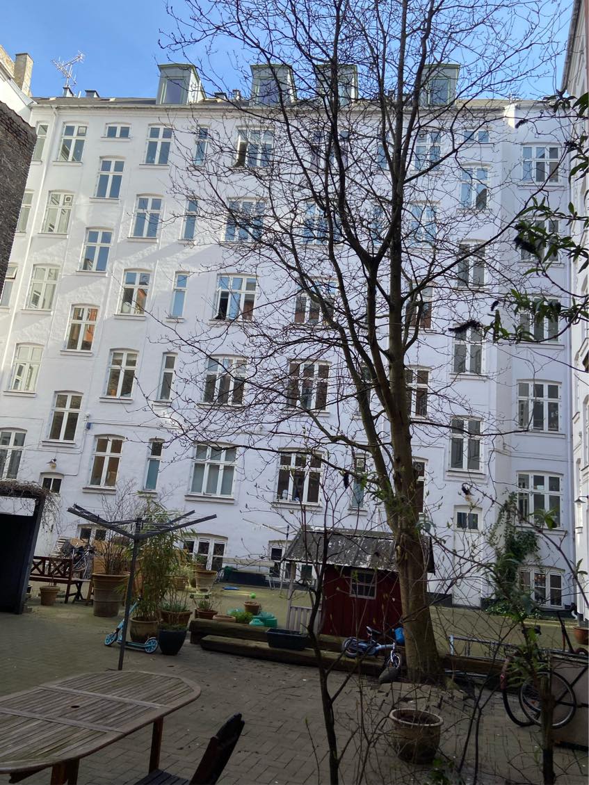 Beskåret et rønnebærtræ og affaldet taget med