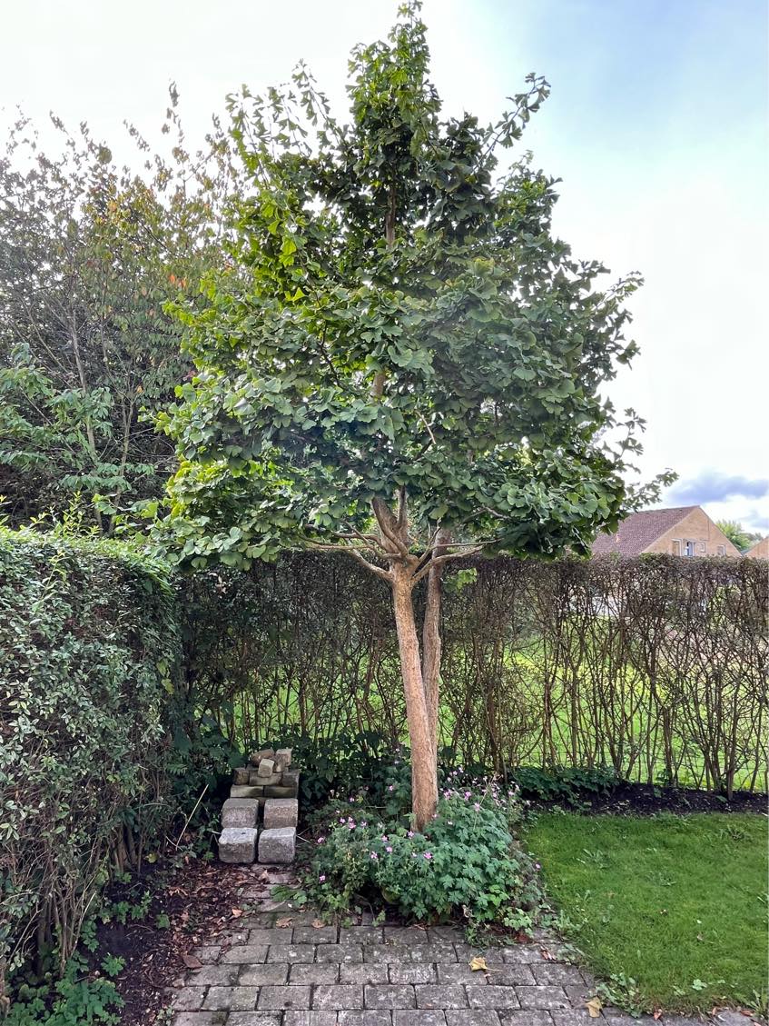 Vinterklargøring af have