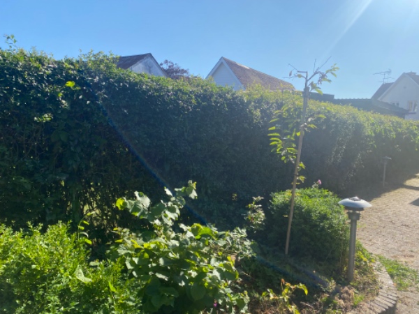 Haveaffald tranport , opskæring, oprydning