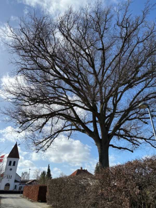 Beskæring af egetræ