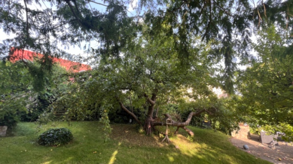 Beskæring af æbletræer og hæk