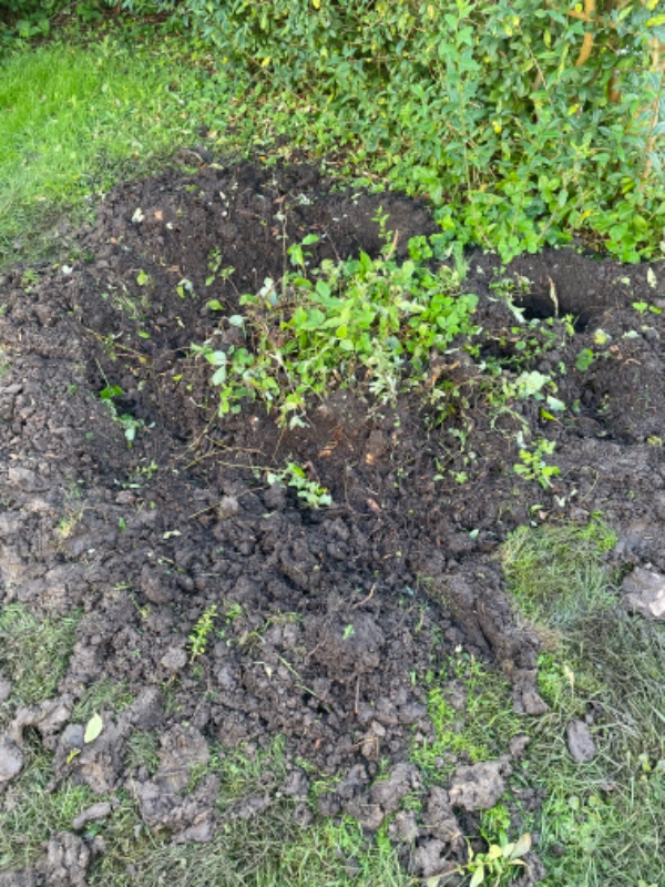 7 små stubbe og ca 2m ligusterhæk fjernes/fræses. Ca 6kv urtehave fjernes og jævnes