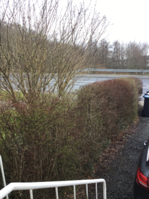 Beskæring af hæk + pris