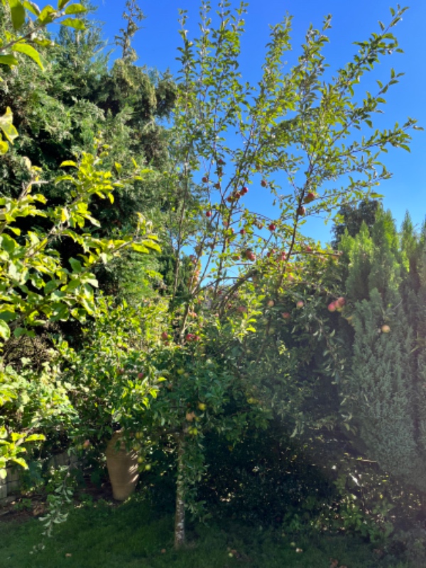 Beskæring af 3 frugttræer