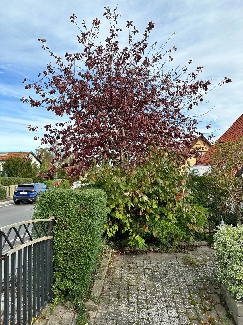 Havehjælp / beskæring af træer og buske