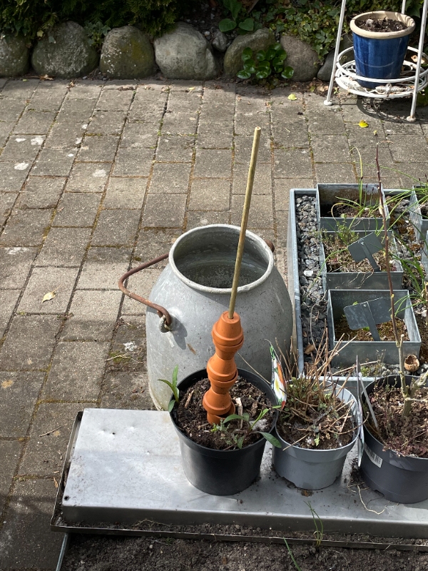 ukrudt af flisegang og fliseterrase samt klip af kant i græsplæne