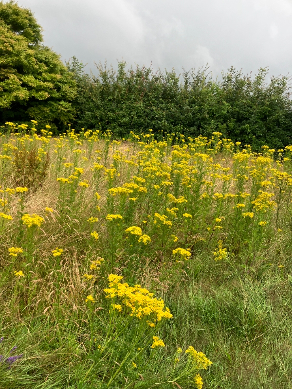 Græsklipning og hækkeklipning