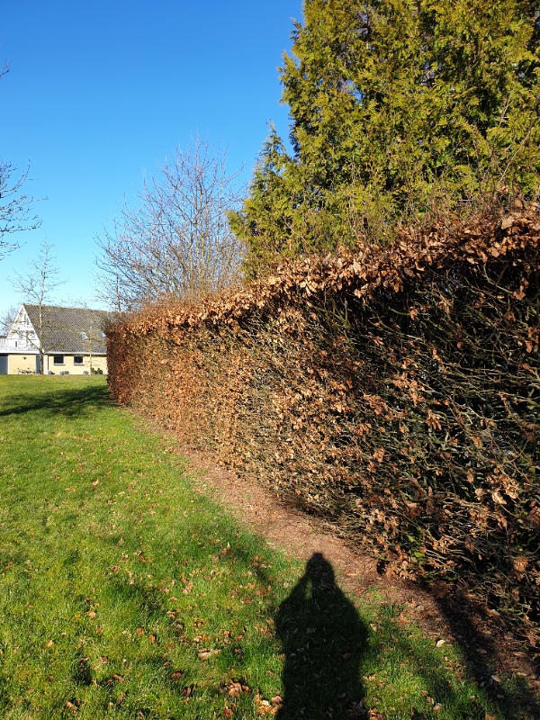 Beskæring af toppen på bøgehæk