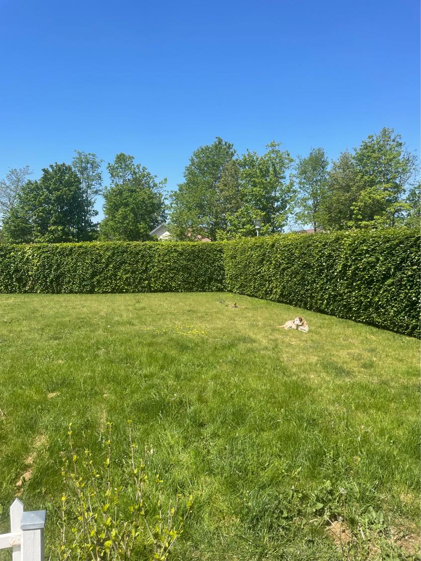 Klipning og beskæring af hæk