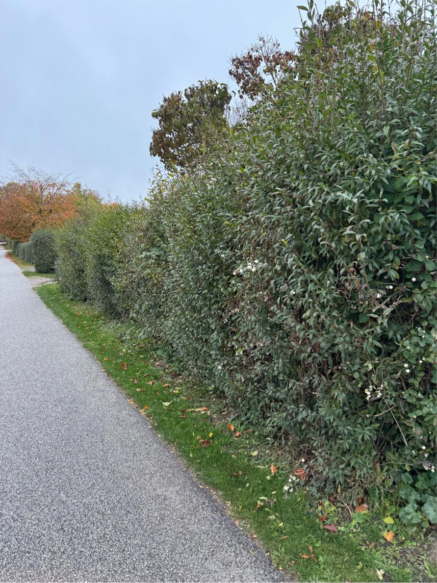Har en hæk der skal klippes