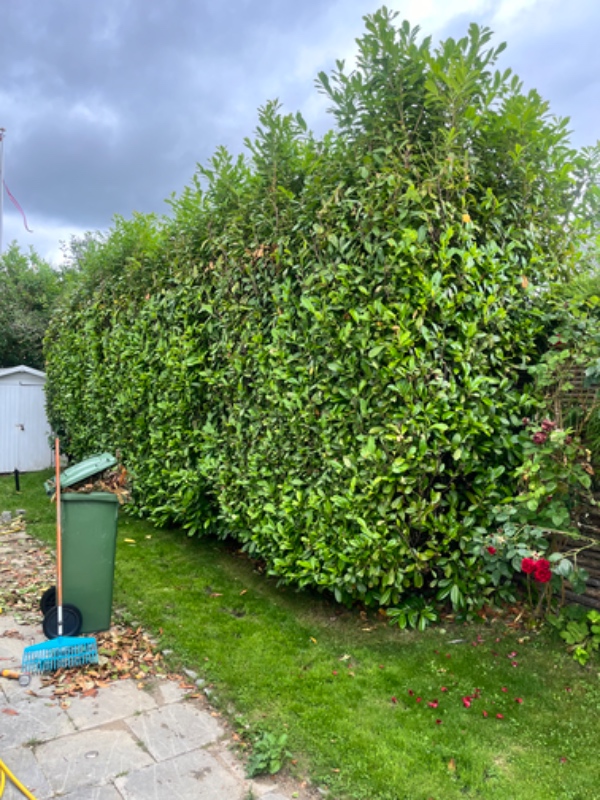 Beskæring af buske i toppen