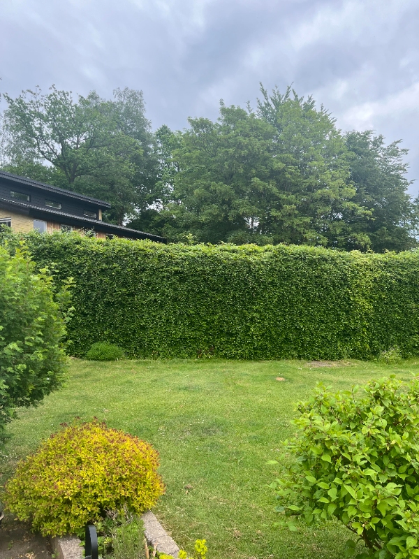 Hækklipning omkring hus