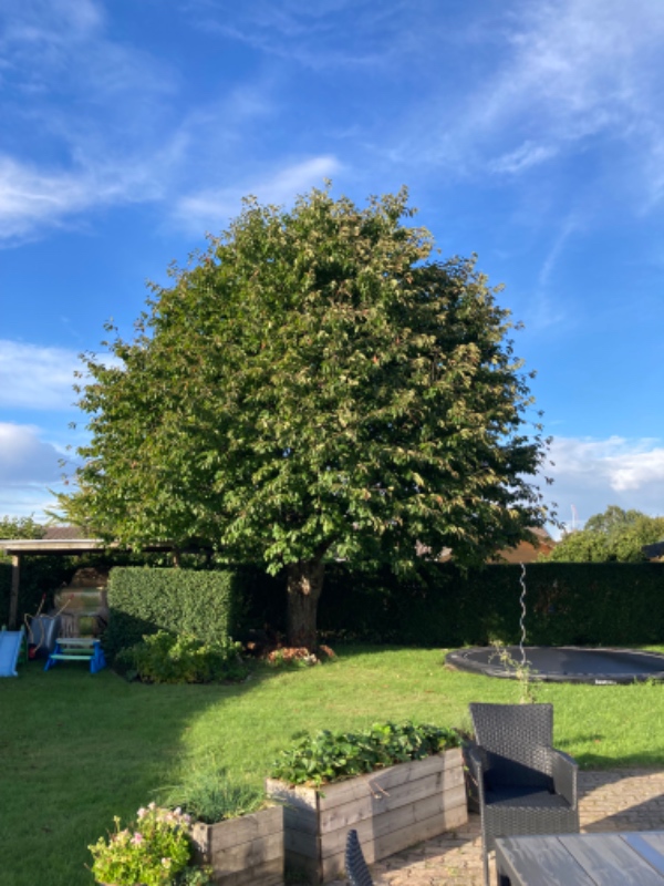 Beskæring af ca. 9-10 meter højt træ