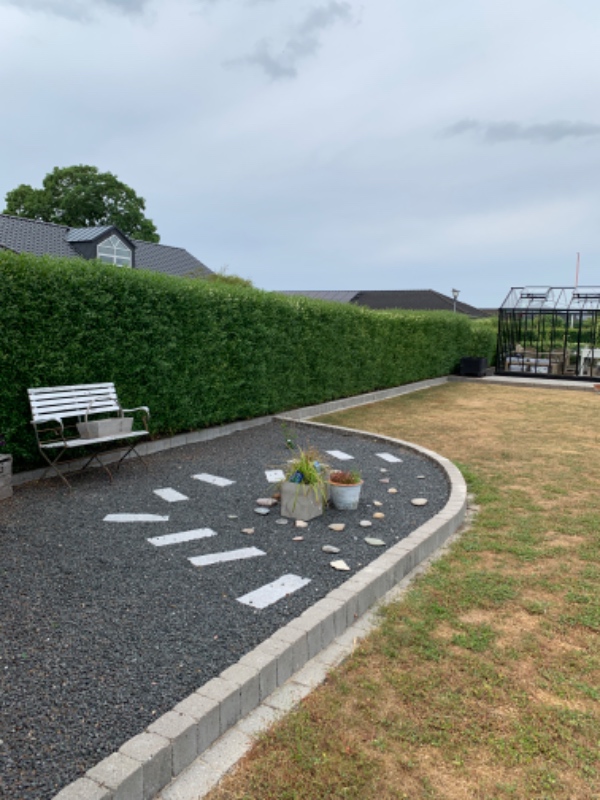 Klipning af ligusterhæk.